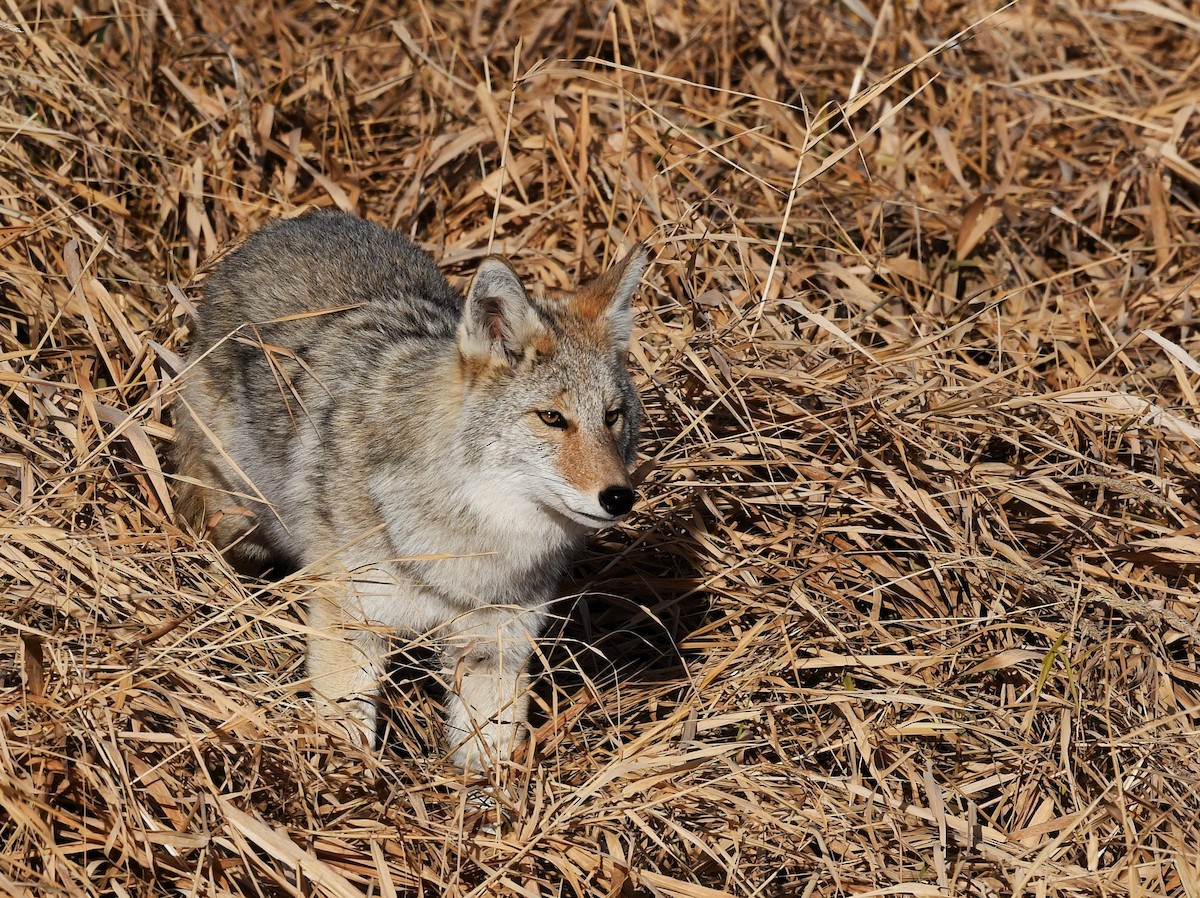 Animals - ML644603691