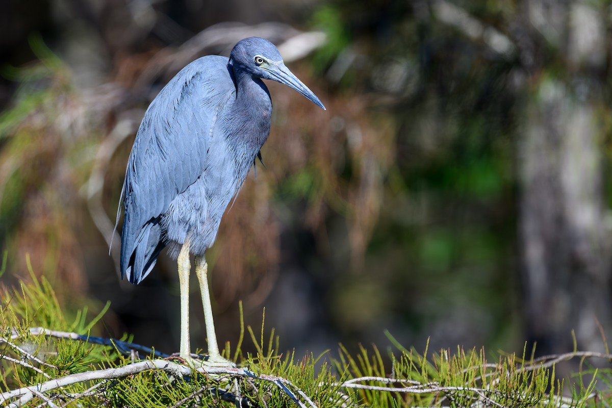 Little Blue Heron - ML644603713
