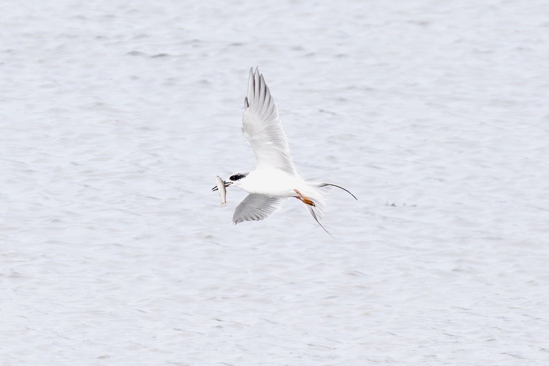 Forster's Tern - ML644603715