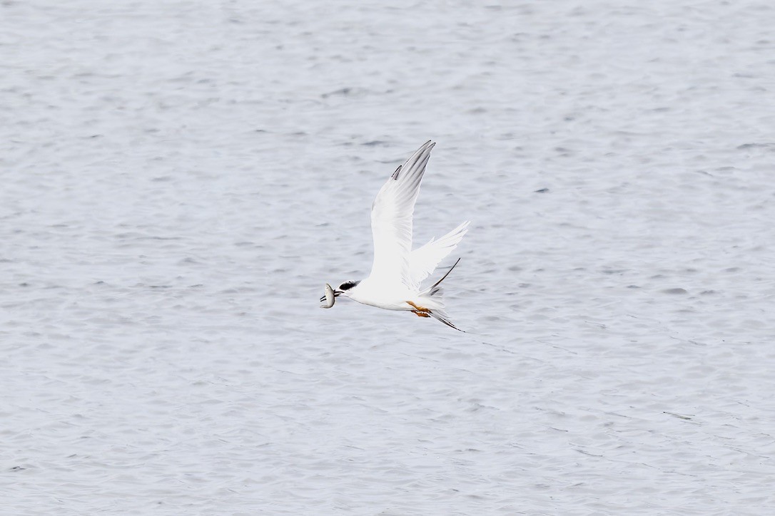 Forster's Tern - ML644603721
