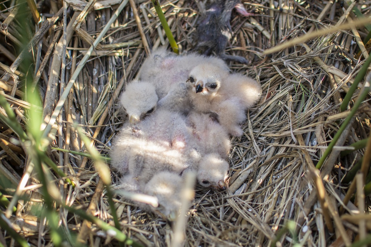 Long-winged Harrier - ML644603725
