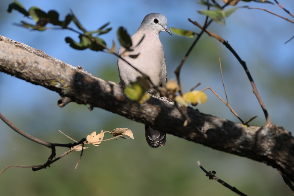 Emerald-spotted Wood-Dove - ML644603730