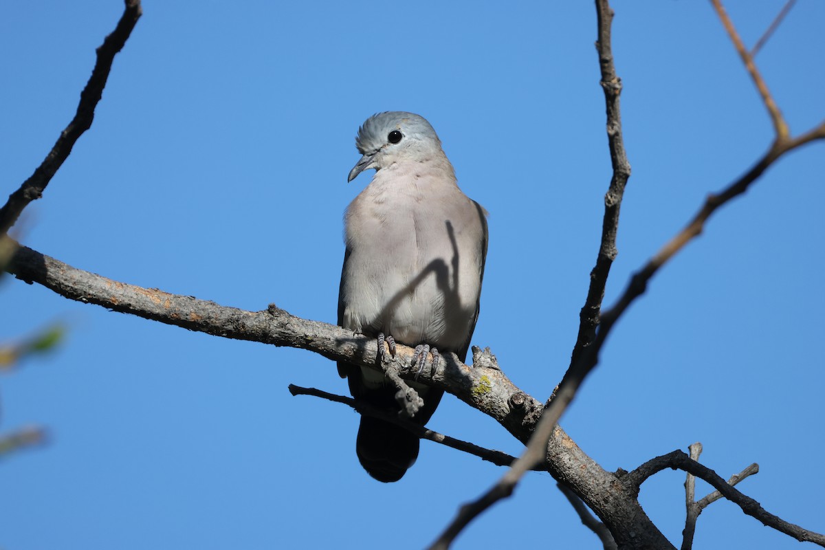 Emerald-spotted Wood-Dove - ML644603731