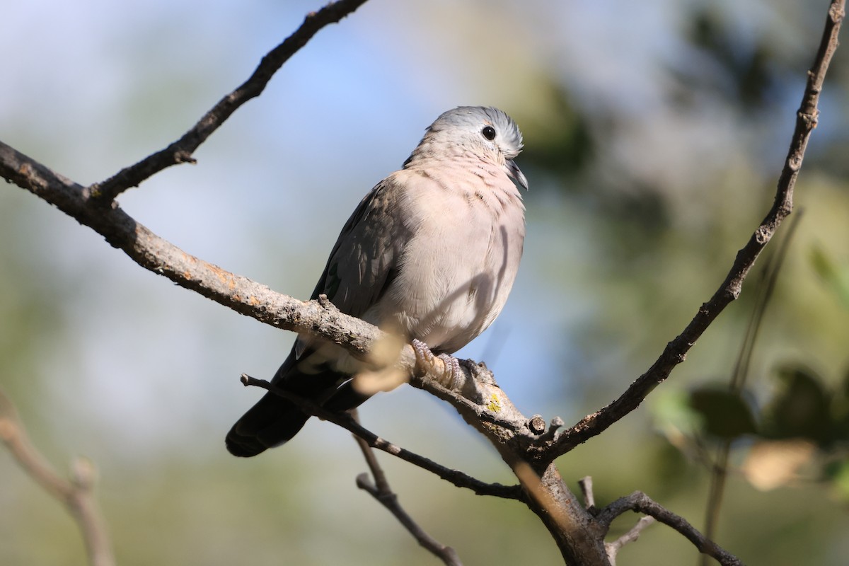 Emerald-spotted Wood-Dove - ML644603733