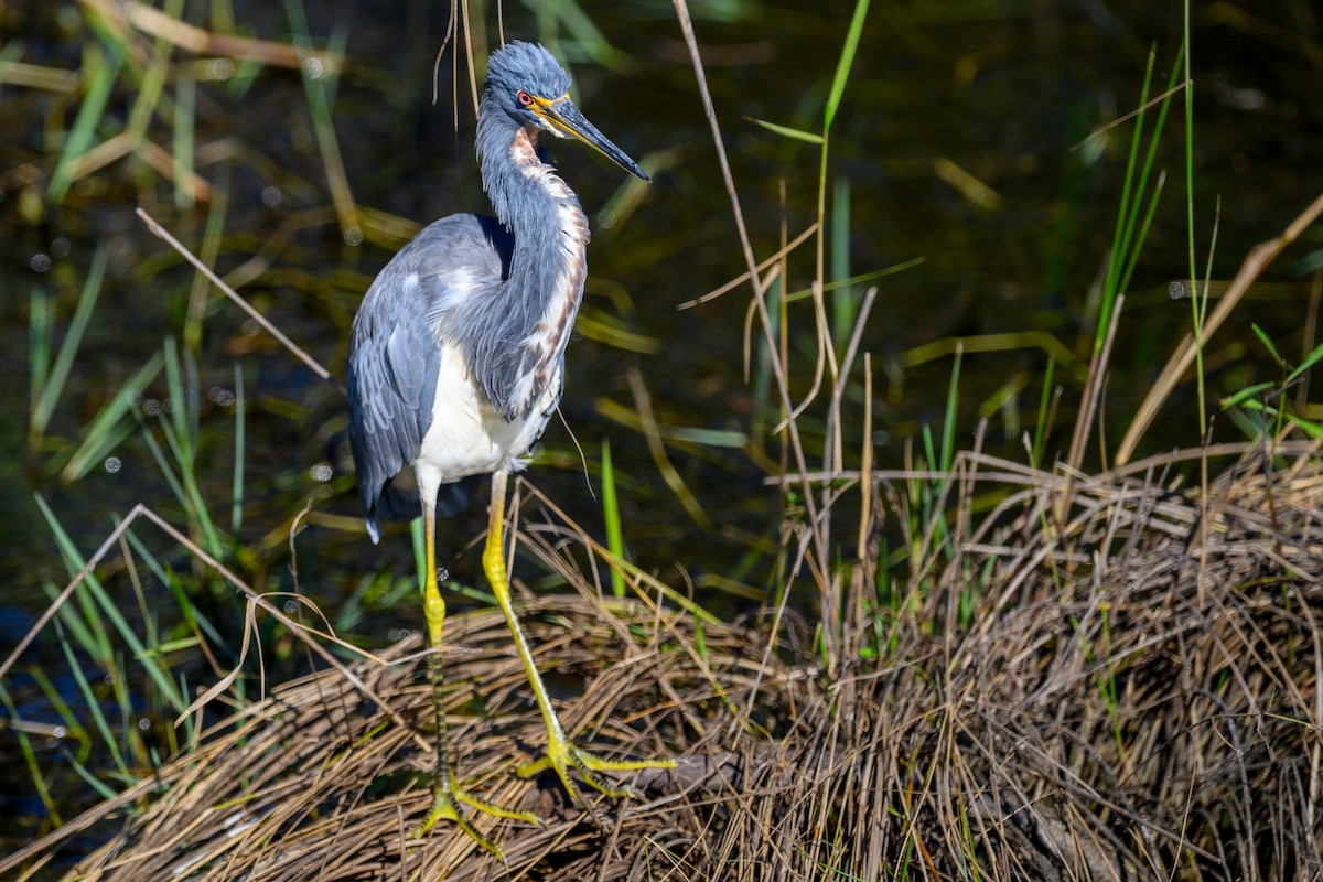 Tricolored Heron - ML644603734
