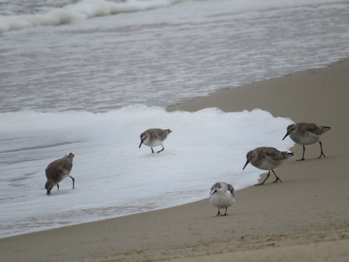 Шармаг элсэг - ML644603737