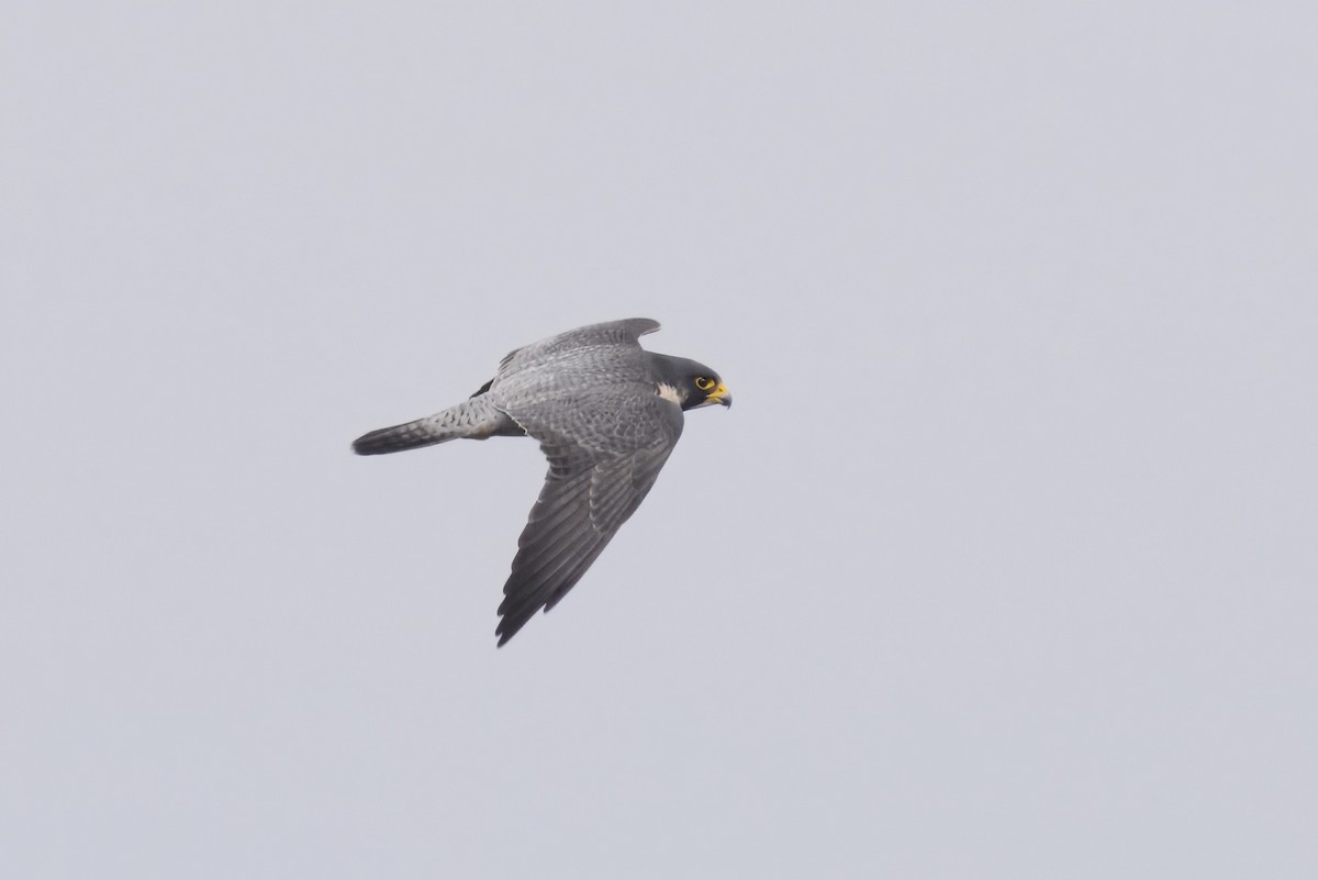 Faucon pèlerin - ML644603738