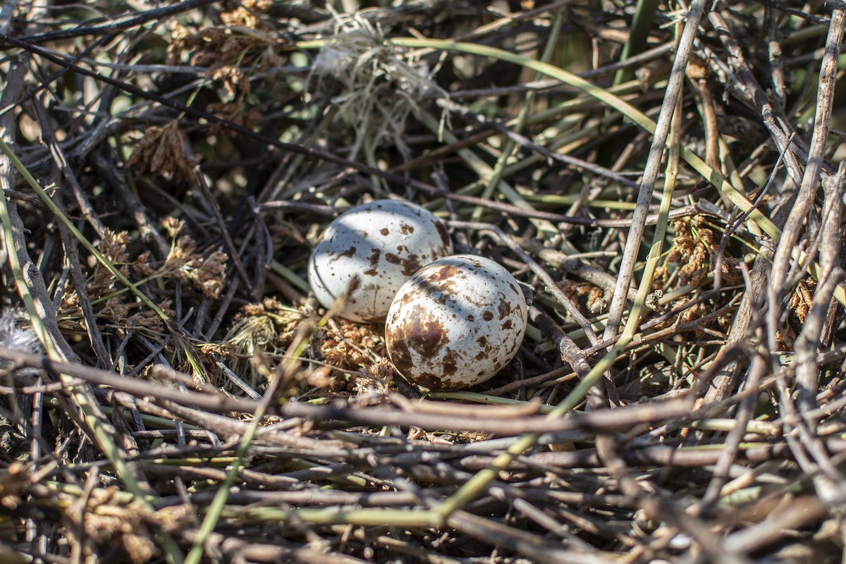 Snail Kite - ML644603746