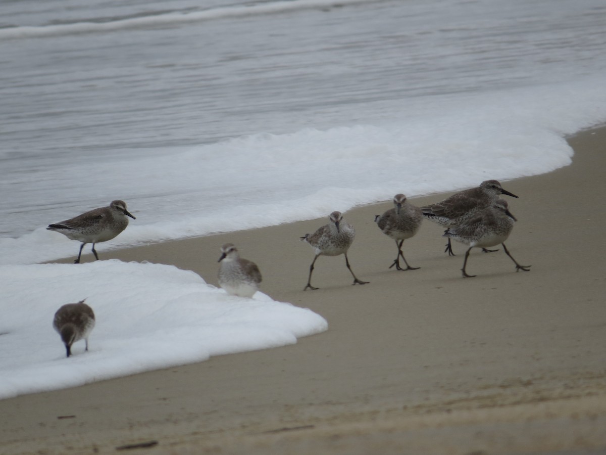 Шармаг элсэг - ML644603751