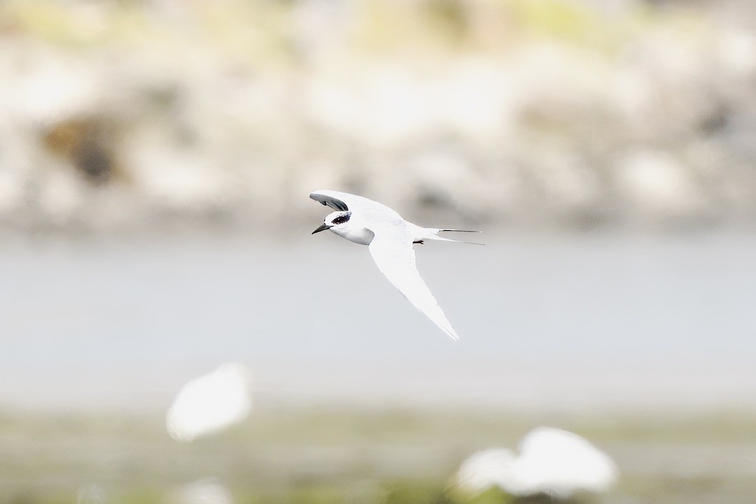 Forster's Tern - ML644603753