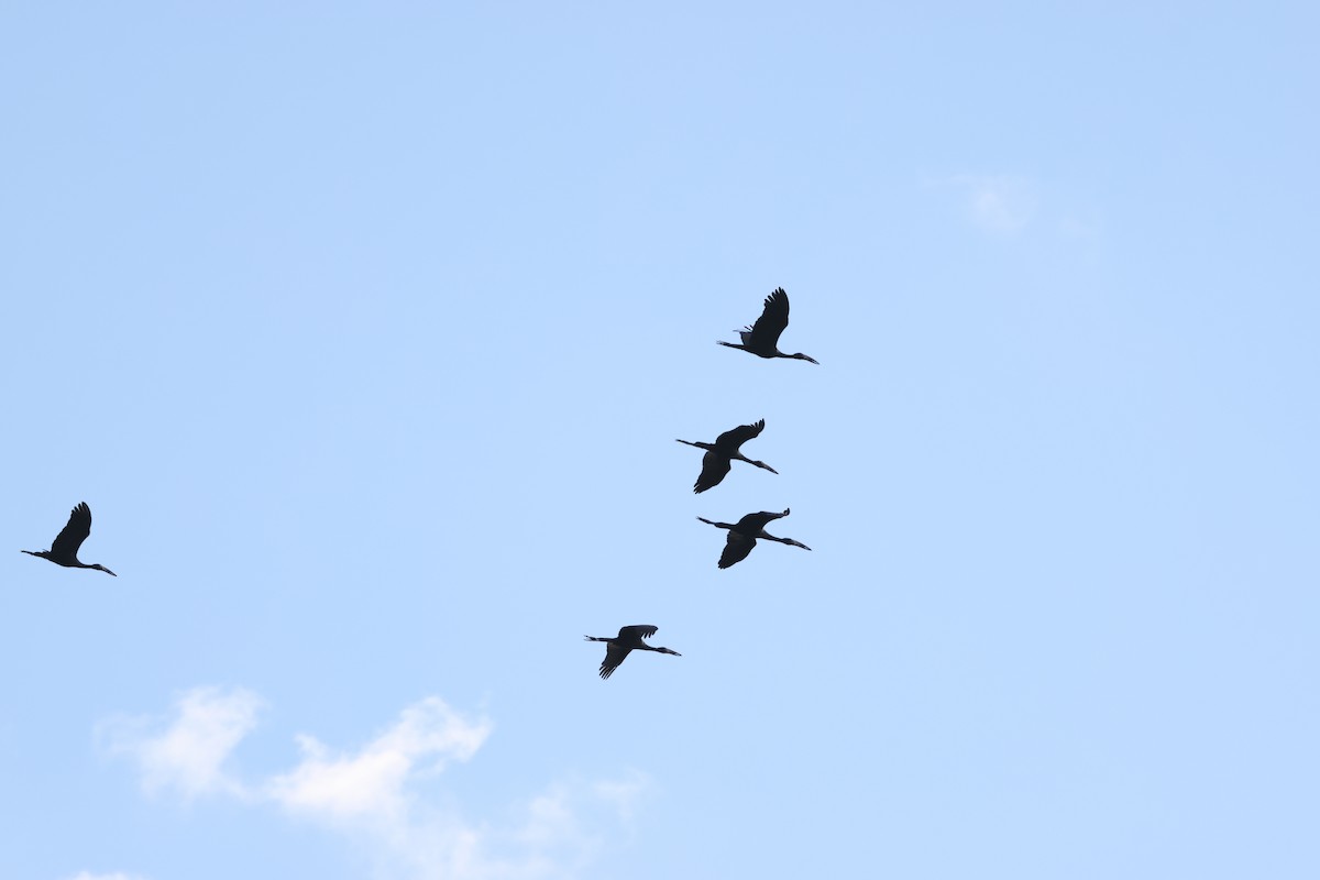 Matxardamoko beltza - ML644603754