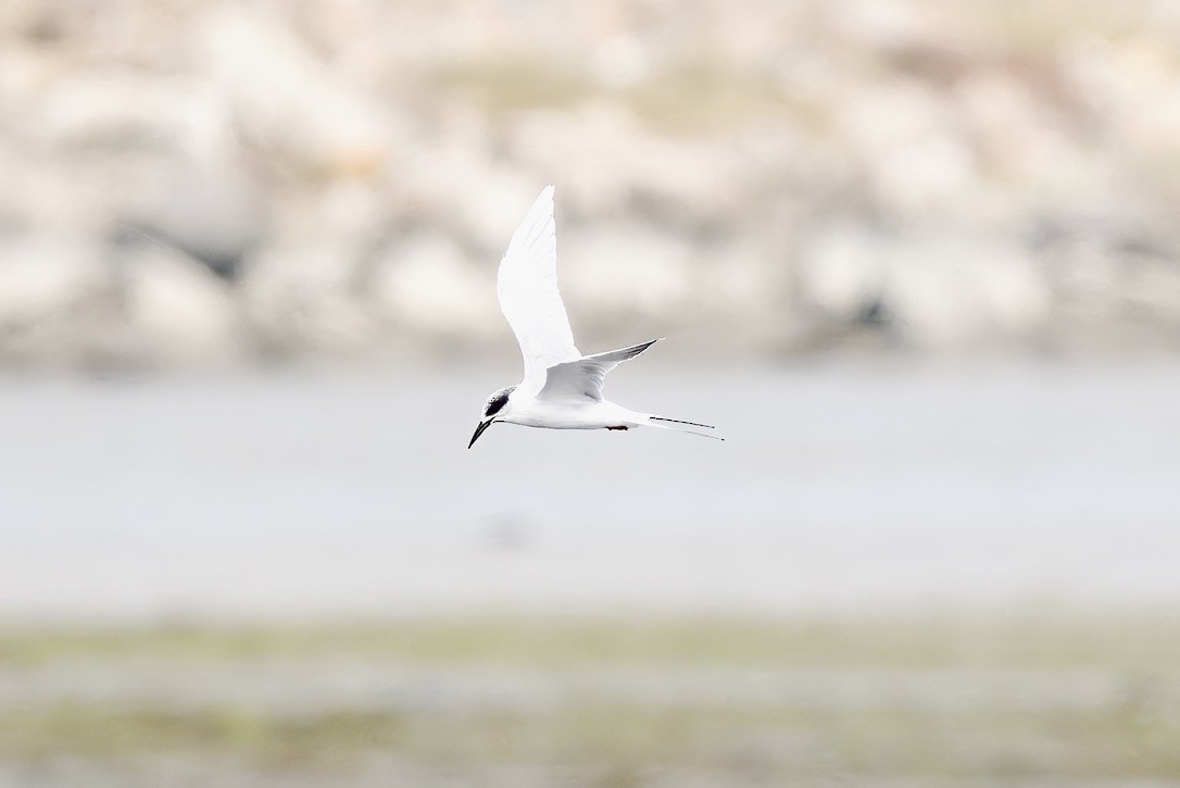 Forster's Tern - ML644603759