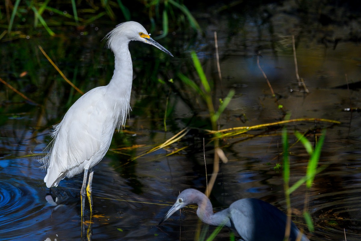 Snowy Egret - ML644603762