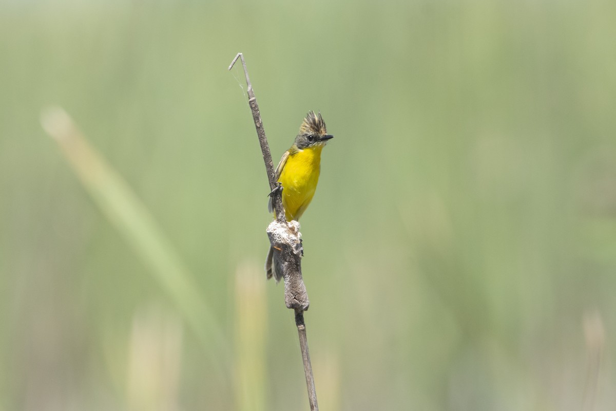 Crested Doradito - ML644603763