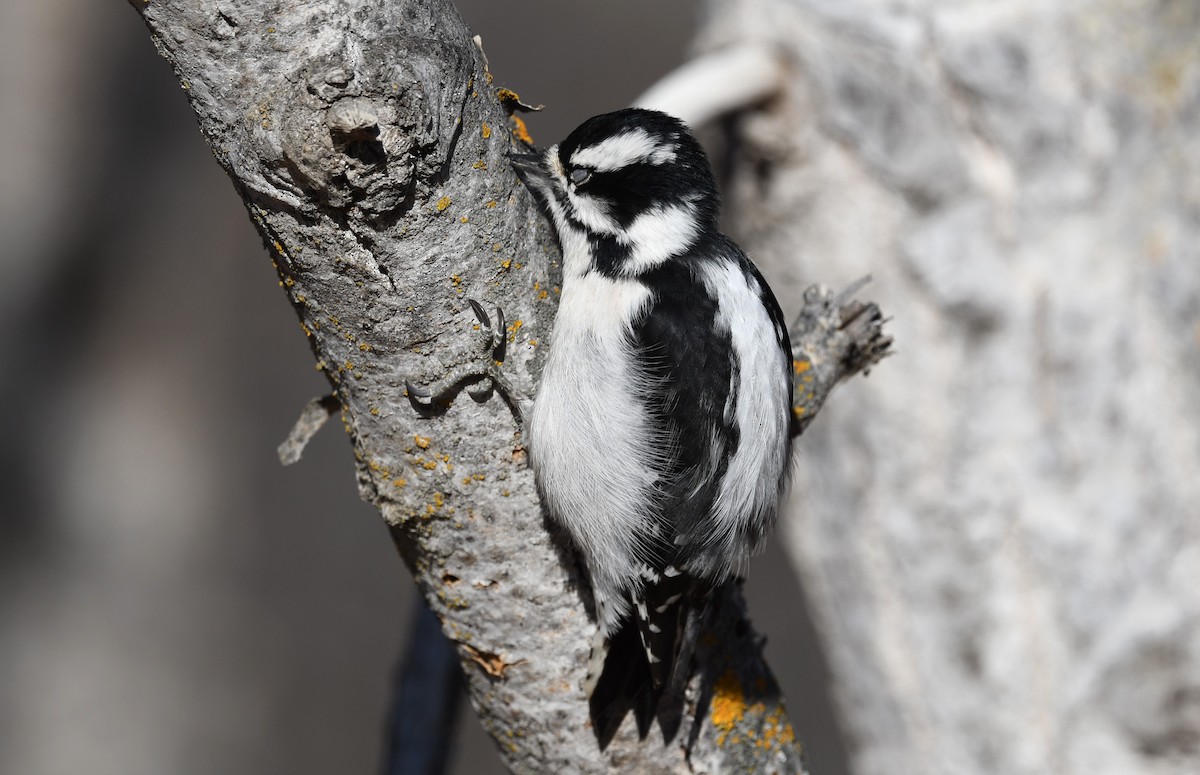 Downy Woodpecker - ML644603766