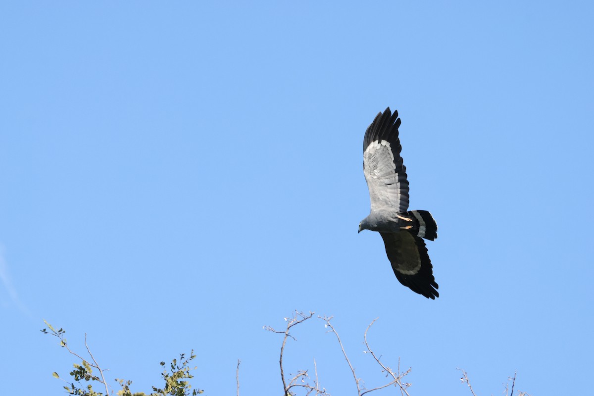 Яструб-сивець африканський - ML644603769