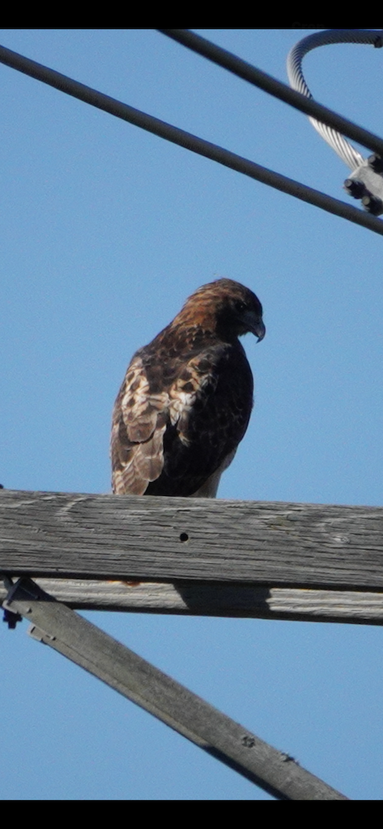 Poiana codarossa - ML644603772