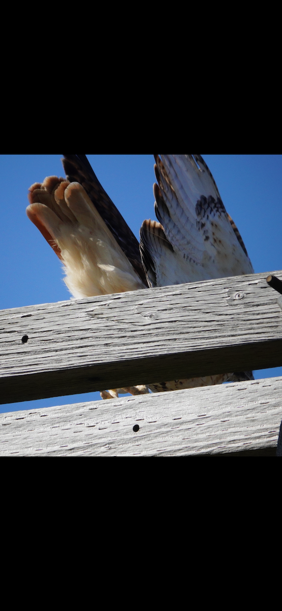 Poiana codarossa - ML644603773