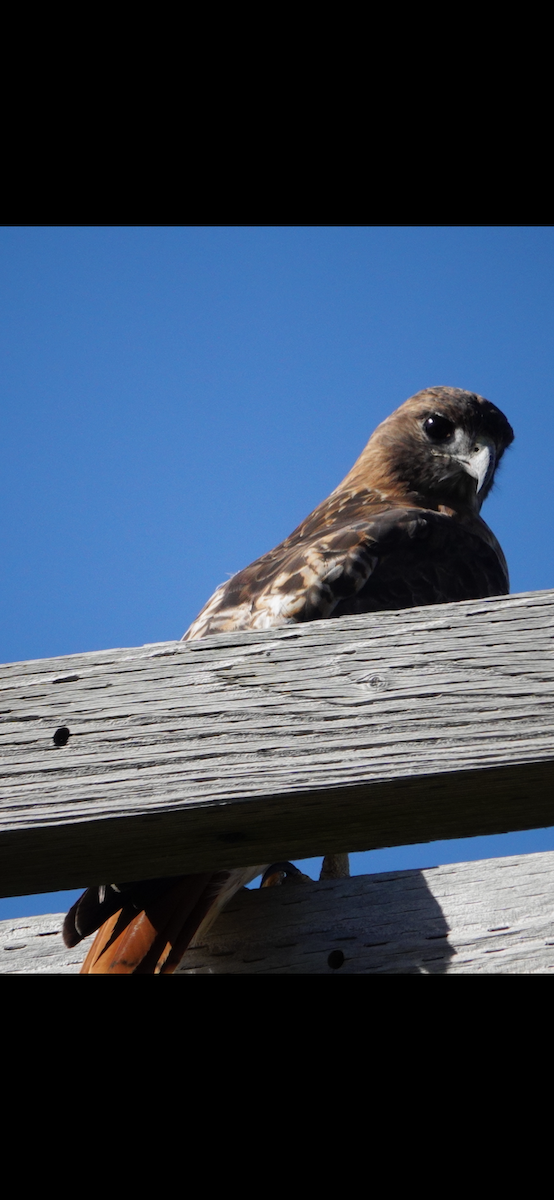 Poiana codarossa - ML644603774