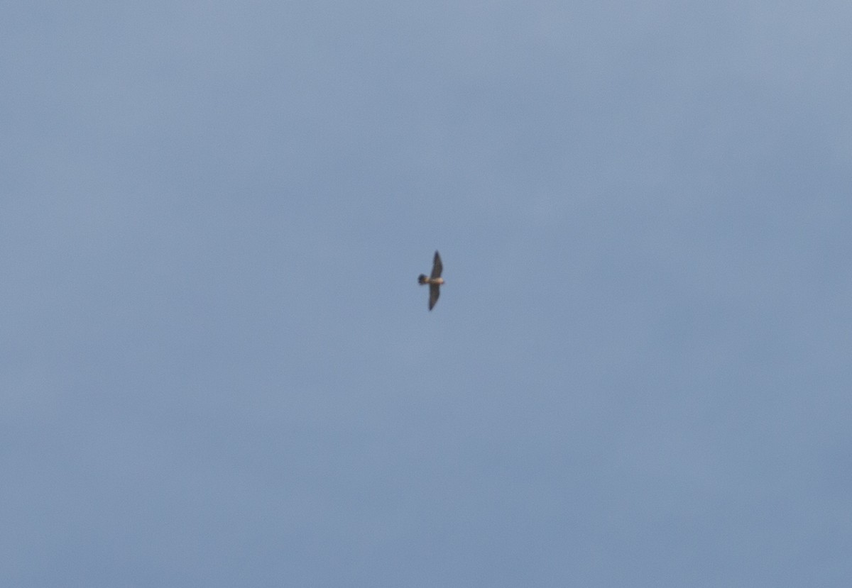 vandrefalk - ML644603776