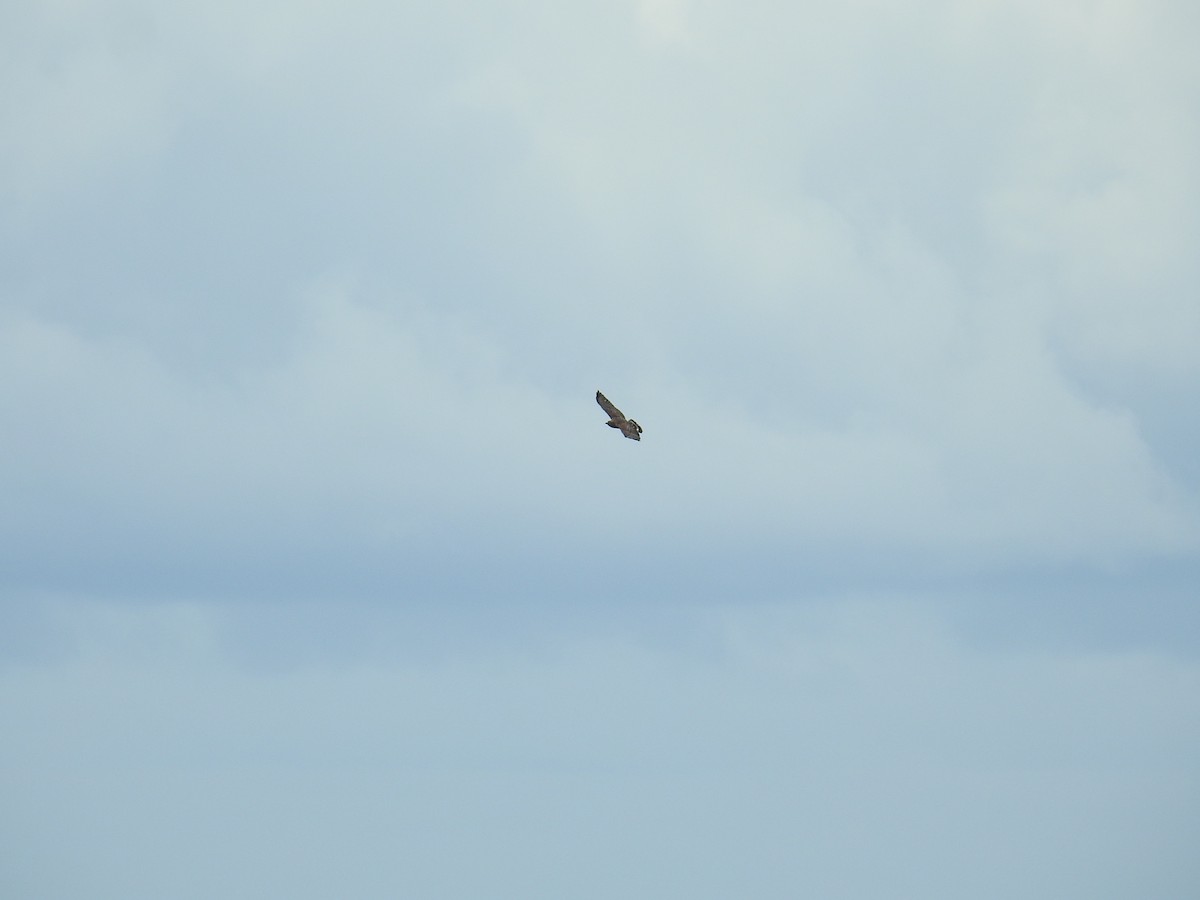 Broad-winged Hawk - ML644603777