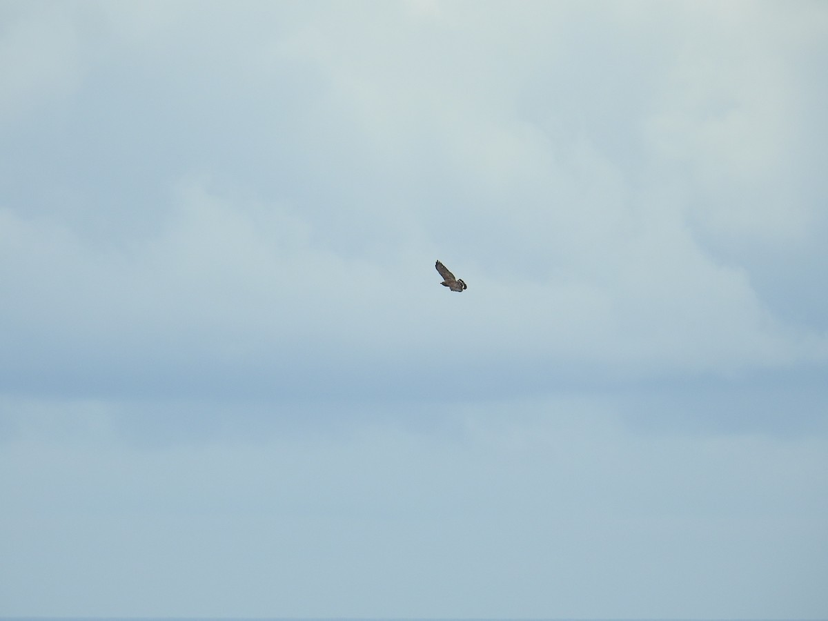 Broad-winged Hawk - ML644603778