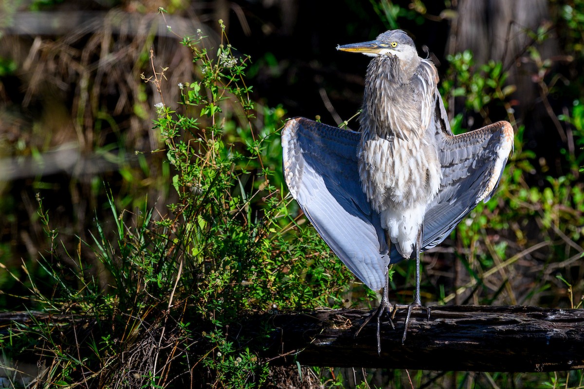 Great Blue Heron - ML644603780