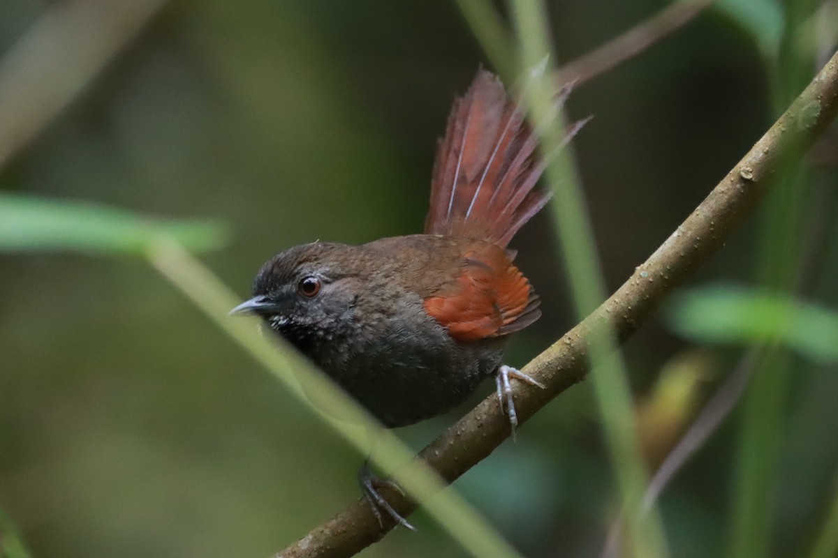 Gray-bellied Spinetail - ML644603781