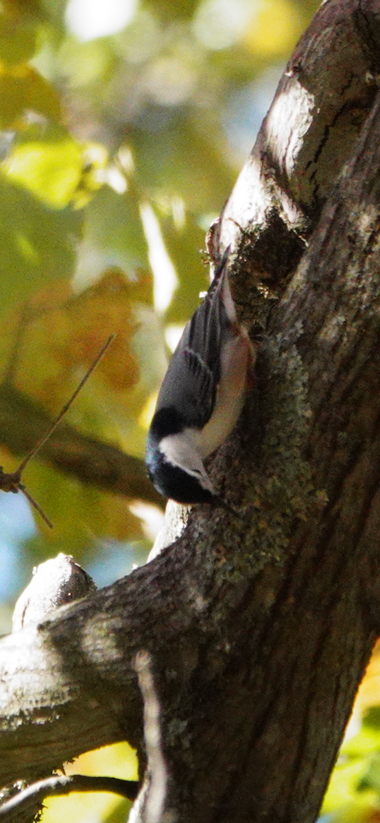 White-breasted Nuthatch - ML644603786