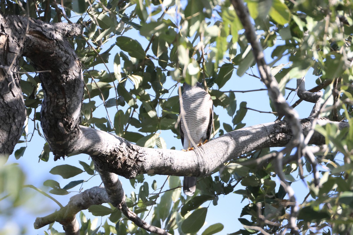 African Goshawk - ML644603790