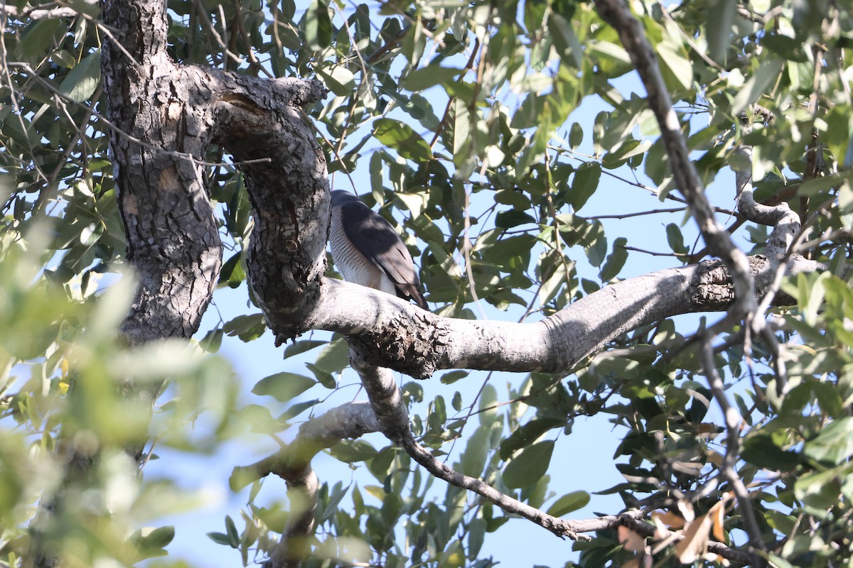 Яструб туркестанський - ML644603792