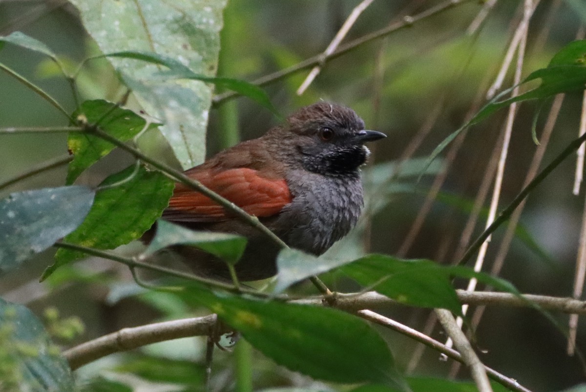 Gray-bellied Spinetail - ML644603793