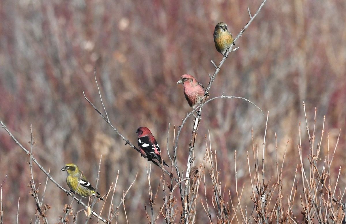 White-winged Crossbill - ML644603795