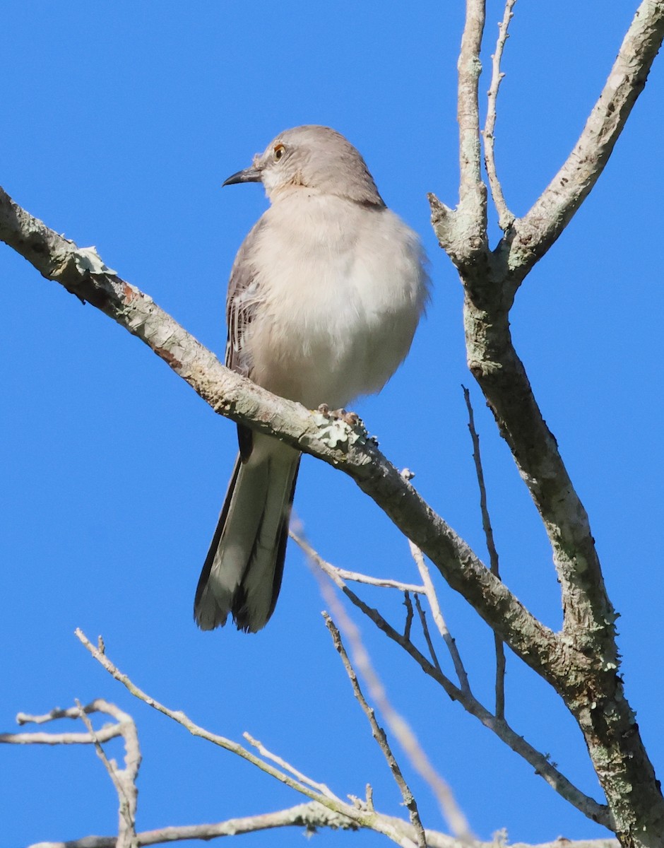 Пересмішник багатоголосий - ML644603810
