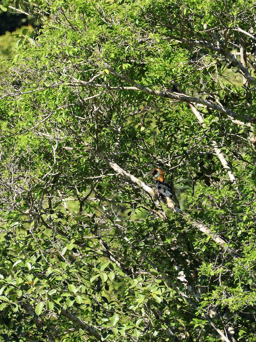 Калао папуанський - ML644603812