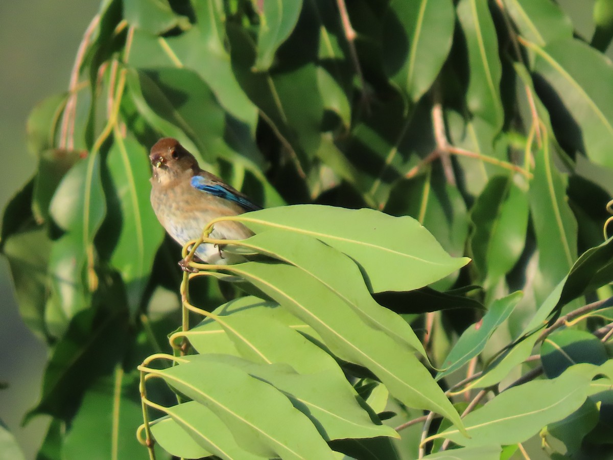 Скригнатка індигова - ML644603813
