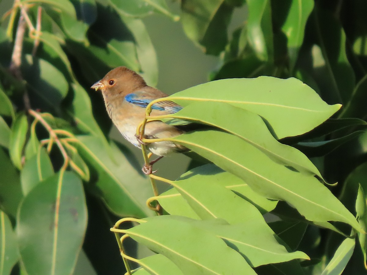 Скригнатка індигова - ML644603814