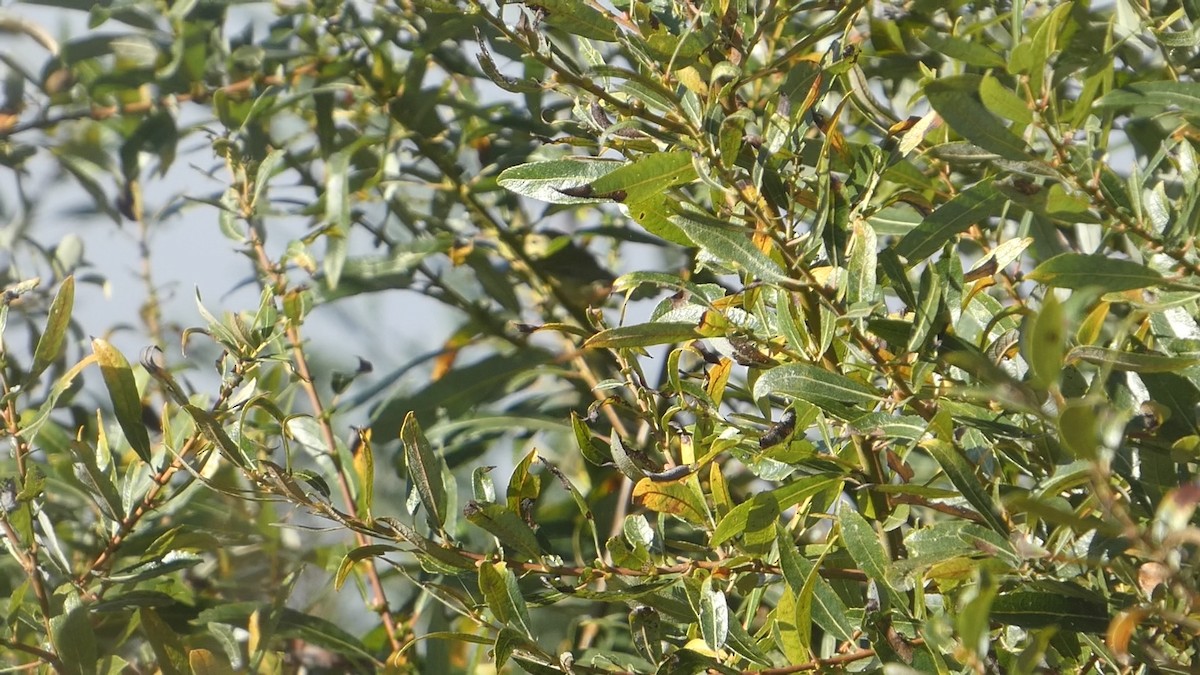 Червоїд світлобровий - ML644603821