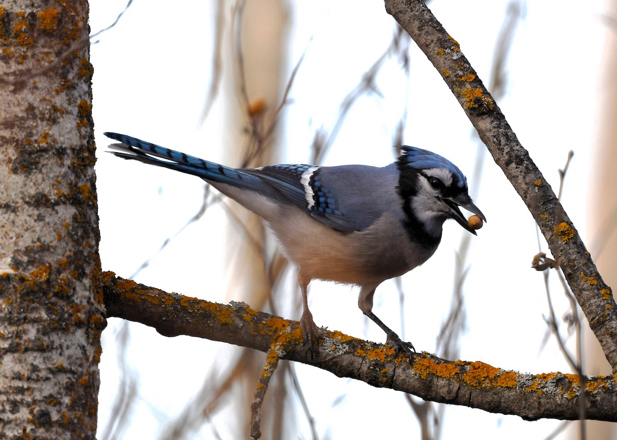 Сизойка блакитна - ML644603822