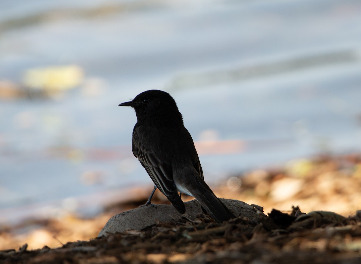 Феб чорний - ML644603825