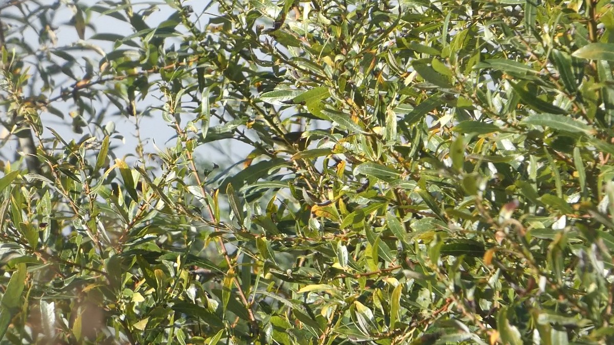 Червоїд світлобровий - ML644603826