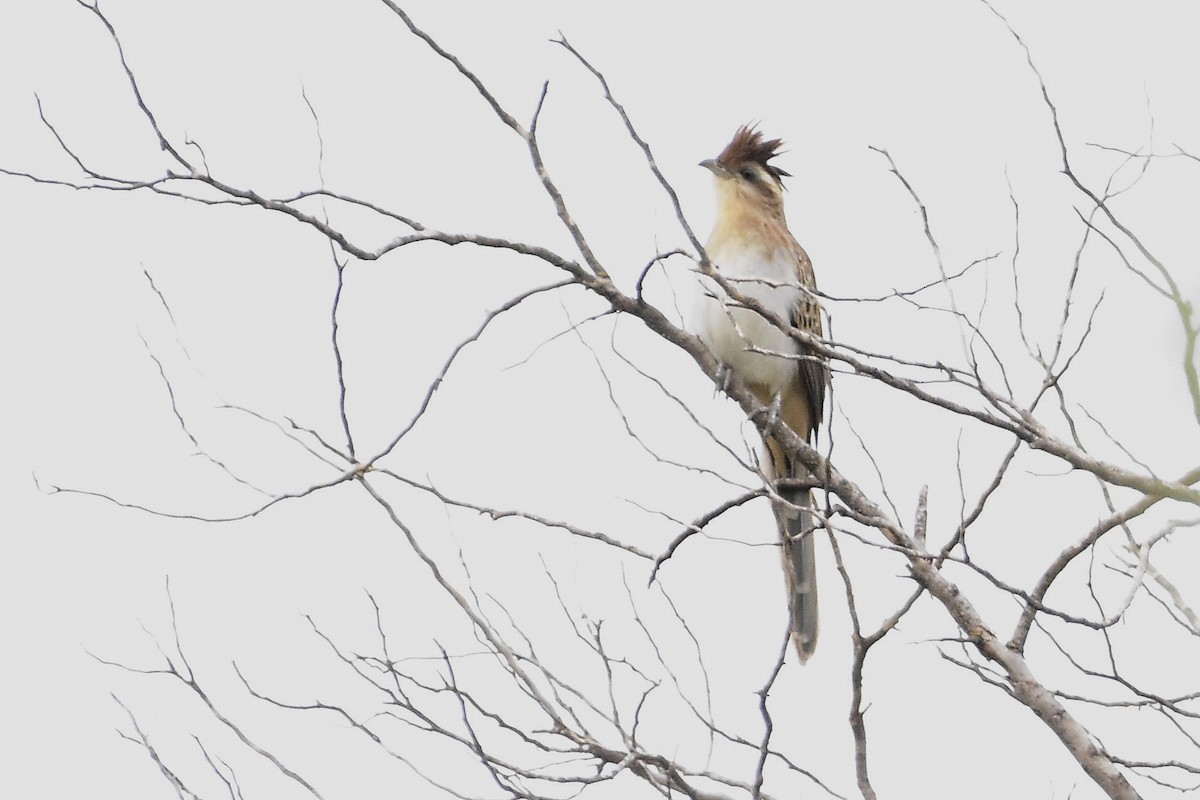 Тахете - ML644603827