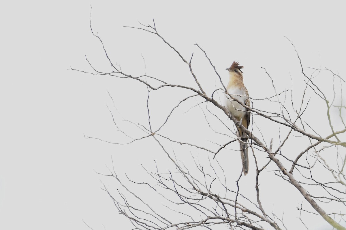 Тахете - ML644603828