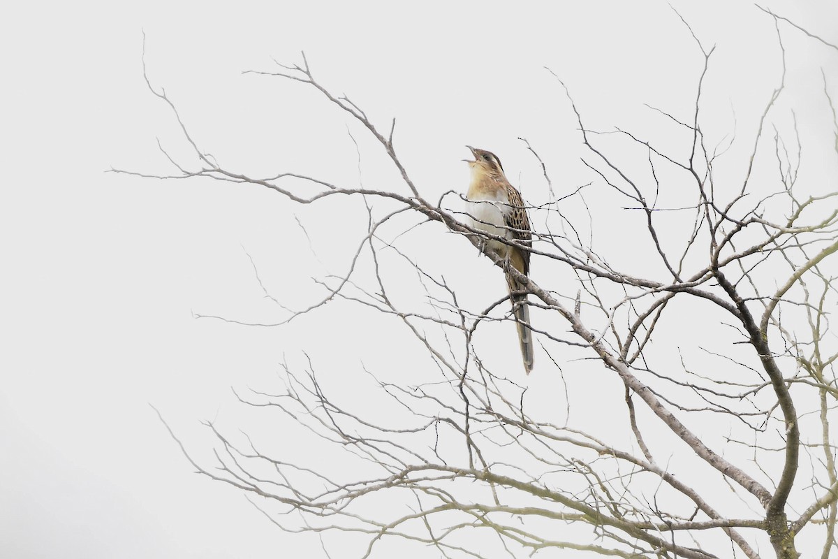 Тахете - ML644603829