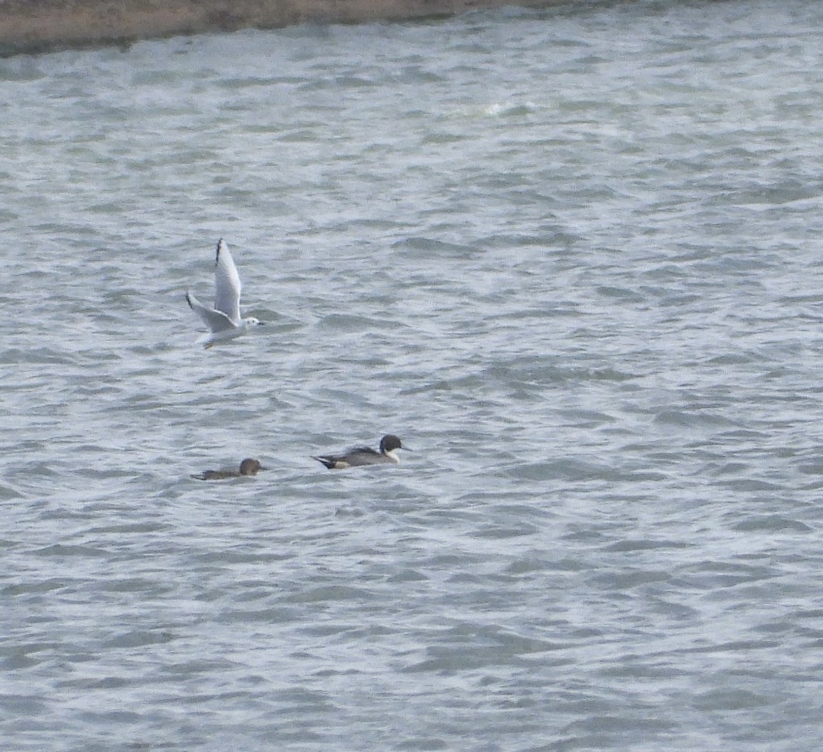 Шилохвіст північний - ML644603830