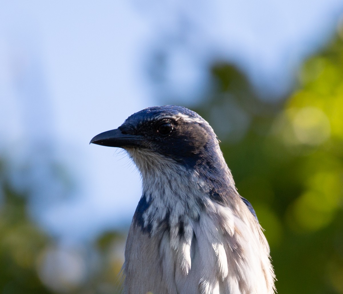 Сойка каліфорнійська - ML644603831