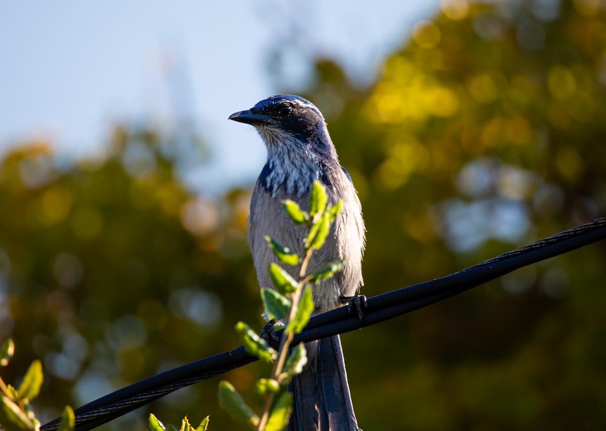 Сойка каліфорнійська - ML644603832