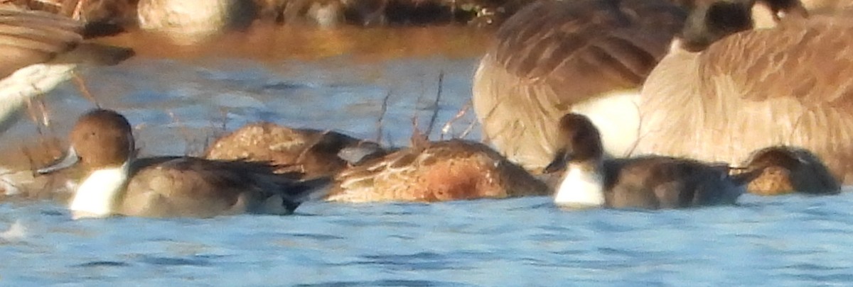 Шилохвіст північний - ML644603833