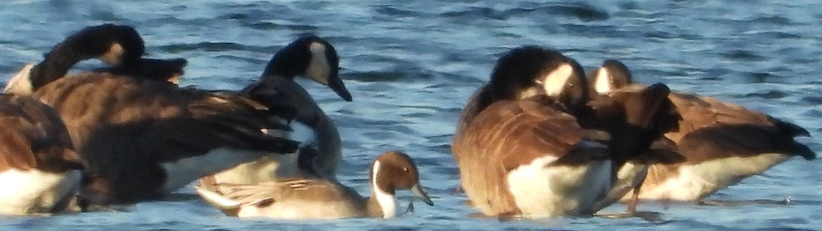 Шилохвіст північний - ML644603834