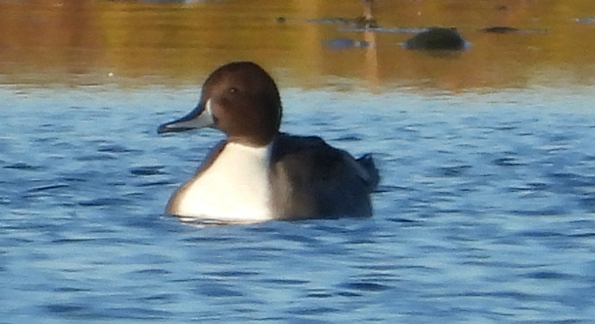 Шилохвіст північний - ML644603835